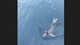 野生斑海豹現身基隆外海 專家：應是覓食迷航