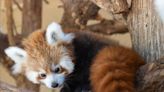 OKC Zoo mourns loss of baby red panda