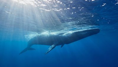 Stunning Video Shows Lucky Diver Swimming Next to Blue Whale in Maldives
