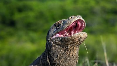 The Komodo Dragon's Orange Teeth Hide a Deadly Power