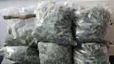 Arrest made as police seize 99 cannabis plants