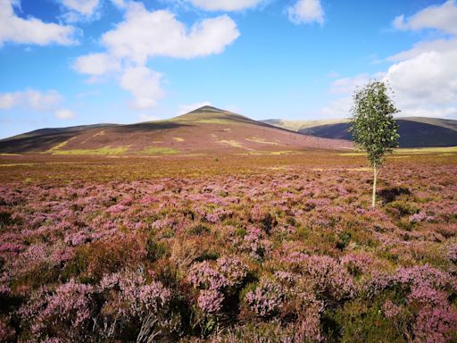 Exclusive – Cumbria Wildlife Trust to rewild Skiddaw with temperate rainforest