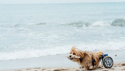 Disabled Dogs’ Fun Trip to the Beach Is Melting People’s Hearts