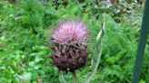 Growing (and eating) cardoon as a delicious vegetable | Henry Homeyer