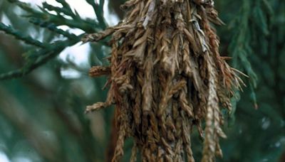 Master Gardener: Bagworms starting to become active; time to try and control them