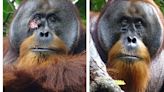 A Wild Orangutan Used a Medicinal Plant to Treat a Wound