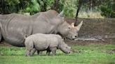 How great is Lion Country Safari? Zoo made this USA top 10 list for the seventh time!