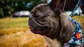 'My boy is home': French Bulldog returned to owner after extortion attempt; 2 men arrested