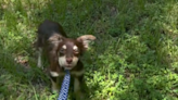 Dog has hilarious reaction to wearing a leash the day after she's rescued