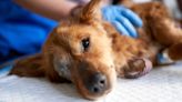Mysterious illness infecting dogs in Michigan
