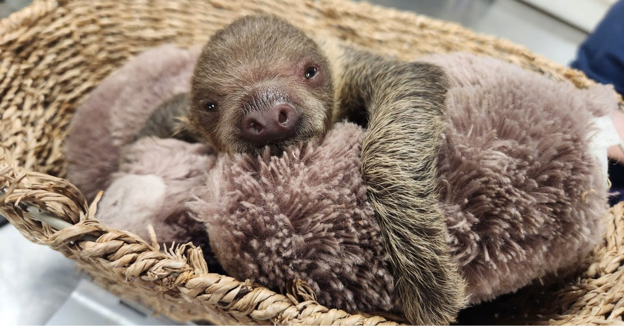 Baby sloth unexpectedly passes away at Roger Williams Park Zoo