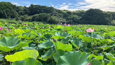 新北「3處花海免費賞」！雙溪7公頃荷花本周最美 加碼繡球花秘境