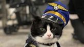 San Francisco Airport hires cat named Duke to calm travellers