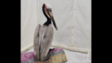 An ‘unusually high number’ of emaciated California brown pelicans are turning up onshore