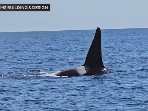 Video shows rare orca sighting off the coast of Massachusetts