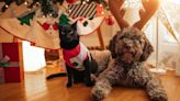 11 Holiday Items That Are Secretly Dangerous For Pets