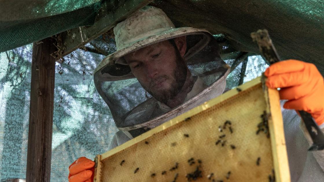 Experts, beekeepers weigh in on local honey for seasonal allergies