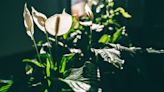 The best indoor flowering plants that need little or no sunlight - how darker corners can flourish