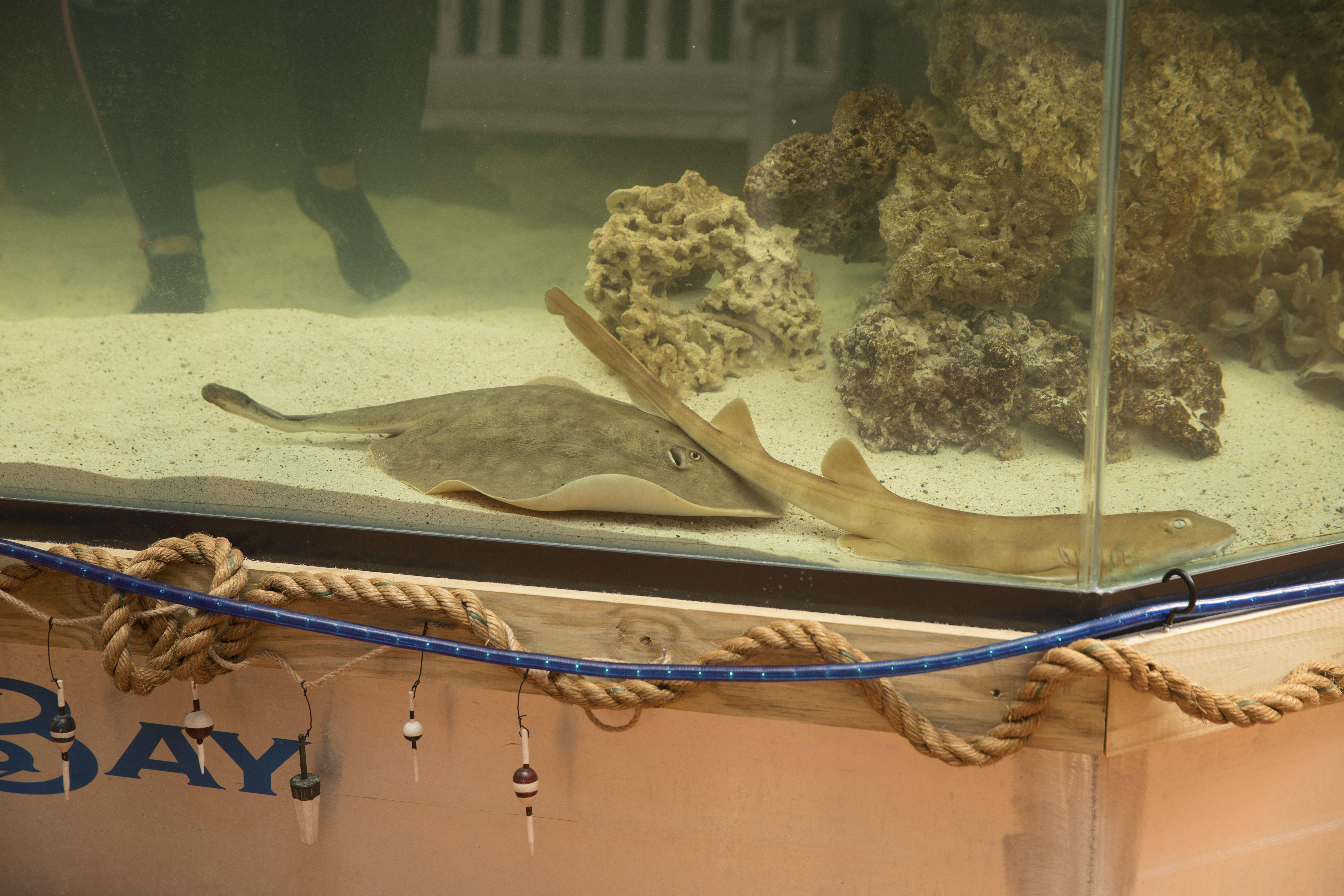 Tests show stingray had reproductive disease, not pregnant by sharks