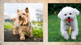 These Hypoallergenic Dog Breeds Will Help Reduce Those Sneezes and Sniffles