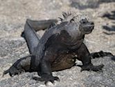 Marine iguana