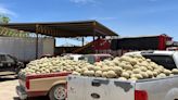 Productores de melón de Matamoros y Viesca reprochan a autoridades que los dejen solos