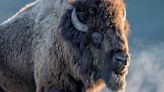 Huge bison sheds a single tear in wildlife photographer's beautiful video