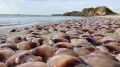 ‘A lot of squishy': Swarm of jellyfish plasters popular coastal area