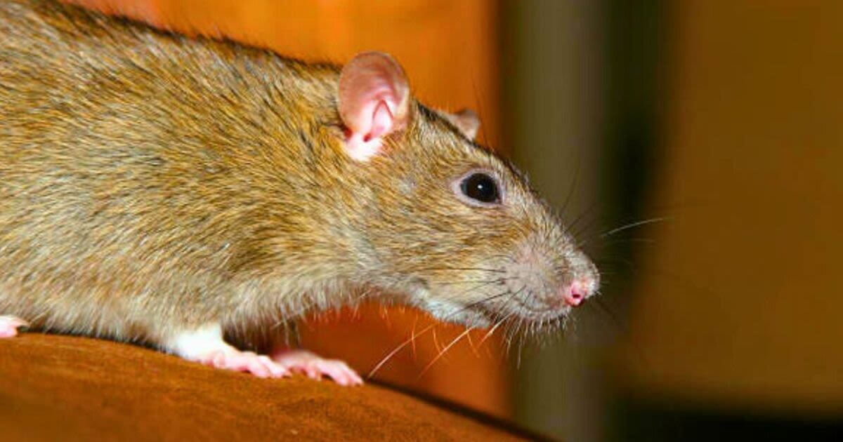 Keep rats out of your home with four plants known to be ‘natural repellents'