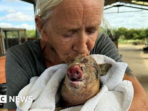 Jaywick fire: Peppa pig recovering after being rescued from 'inferno'