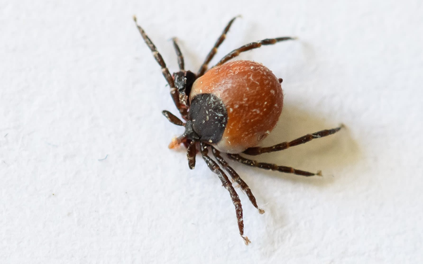 Everything you need to know about ticks – and how to stop them ruining your holiday