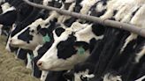 Dairy farmers share bird flu concerns