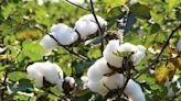 Experts advise managing cotton at boll formation