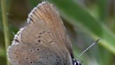 Oregon Winery Van Duzer Vineyards Protects A Butterfly From Extinction