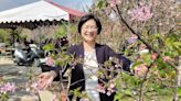 春暖花開來彰化挺美 芬園花卉生產休憩園區賞櫻去