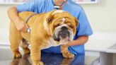 ‘Mystery’ dog illness reported in Illinois, but is your pet at risk? What to know