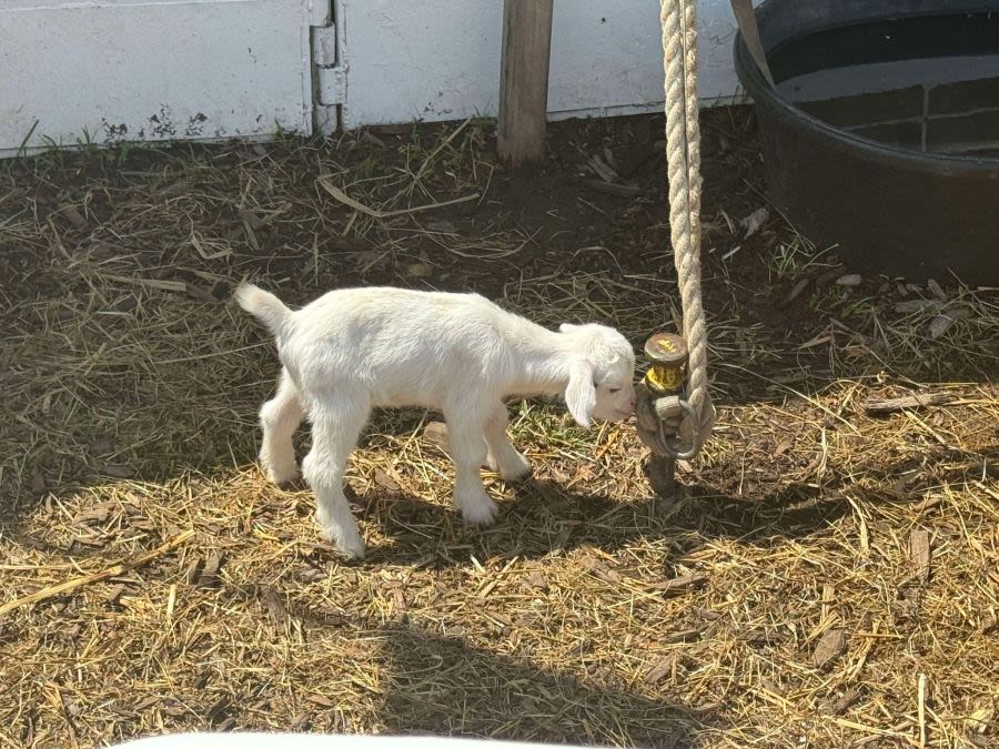 Springfield Police say baby goat has been returned to fairgrounds
