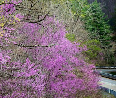 Gov. Cooper vetoes transportation bill that would have led to a loss of more trees, native plants