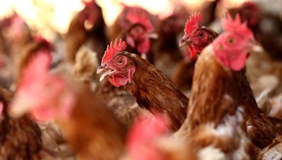 US Has Worst Bird Flu Outbreak in Two Years at Iowa Egg Farm