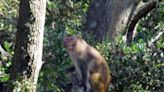 Rep. Mace calls on NIH for transparency on testing of monkeys at Morgan Island, SC
