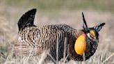 Nature Conservancy, DNR stream greater prairie chickens booming at Bluestem Prairie