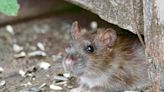 Deadly Rat Disease Spreads to Humans, Kills 4 In US