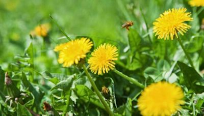 Remove weeds from the garden without chemicals with 3 ‘all natural’ weed killers