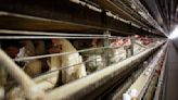 Farmers must kill 4.2 million chickens after bird flu hits Iowa egg farm