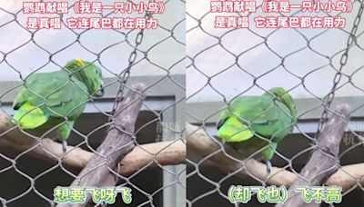 鸚鵡籠中高歌〈我是一隻小小鳥〉！「想飛卻飛不高」網鼻酸：放了牠吧│TVBS新聞網