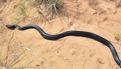 41 Indigo Snakes — the Longest Snake Species Native to the U.S. — Released in Florida