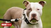 Pets: o cão que foi banido do Reino Unido após uma série de ataques fatais