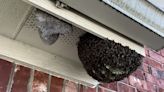 When is bee swarm season in Texas?