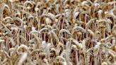 Analysis-As wheat prices soar, the world's consumers vote with their feet