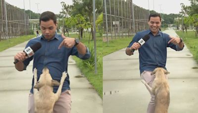 Fofura! Cachorro caramelo 'invade' transmissão da Globo e gera risos | TNOnline